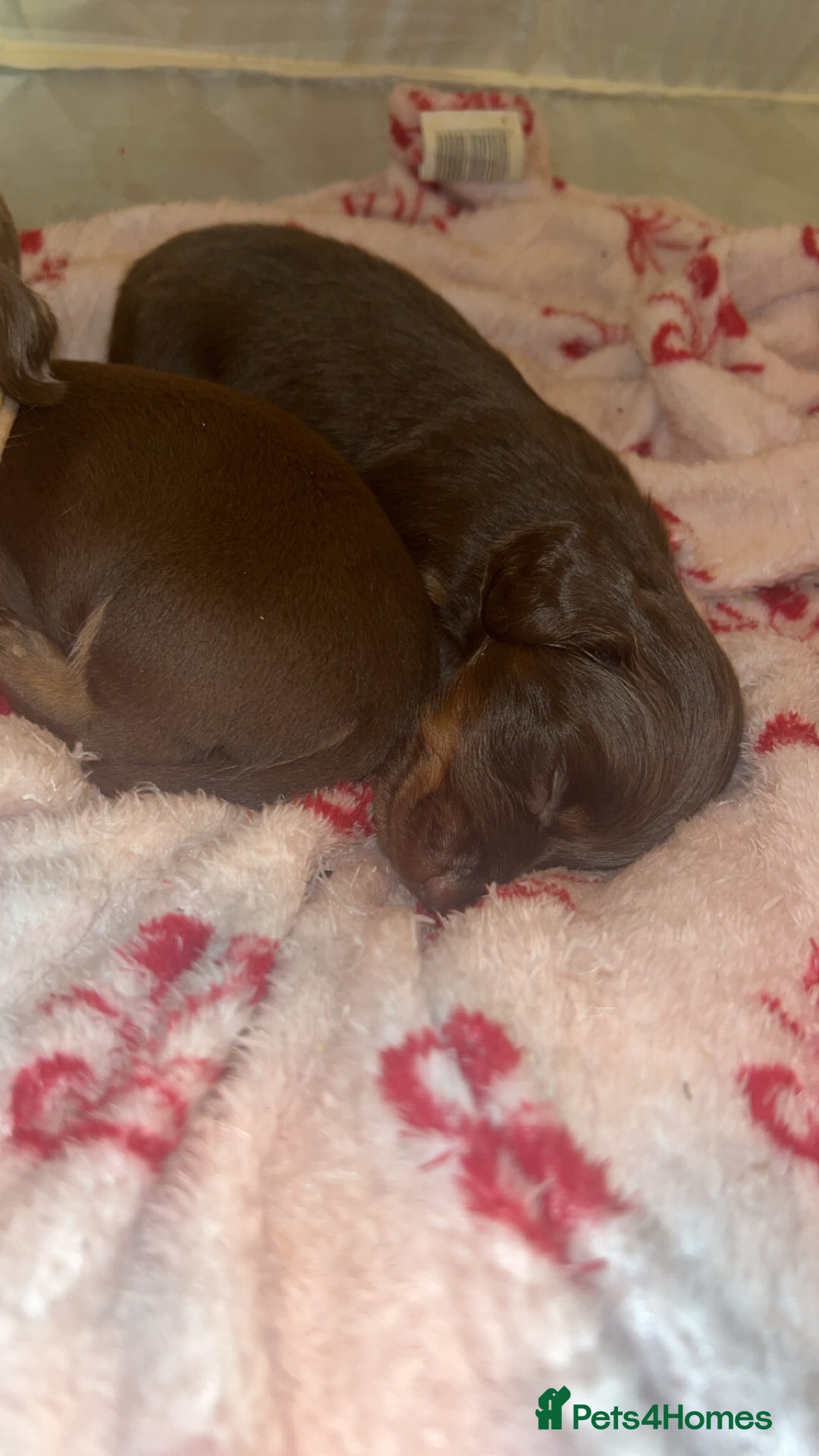 Miniature Dachshund dogs for sale: Miniature dachshund  - Image 12