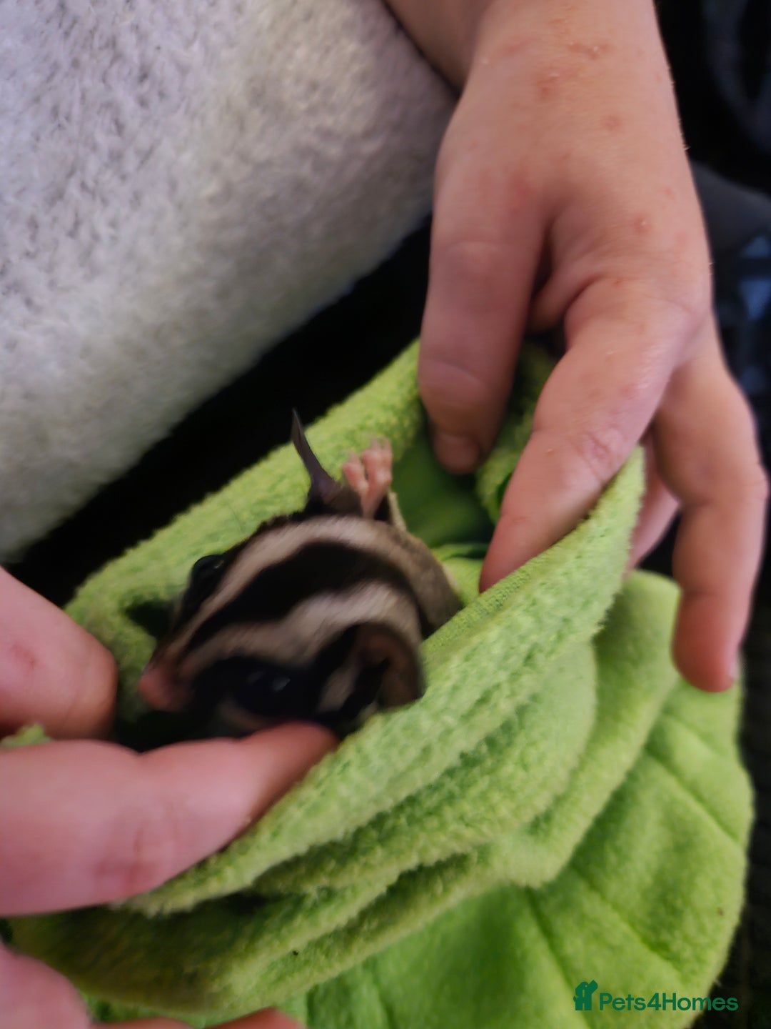 Sugar Glider rodents for sale: Male sugar glider 9 month old  - Image 4