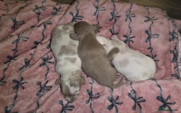 Dachshund dogs for sale: Mini daschund puppies - Image 12