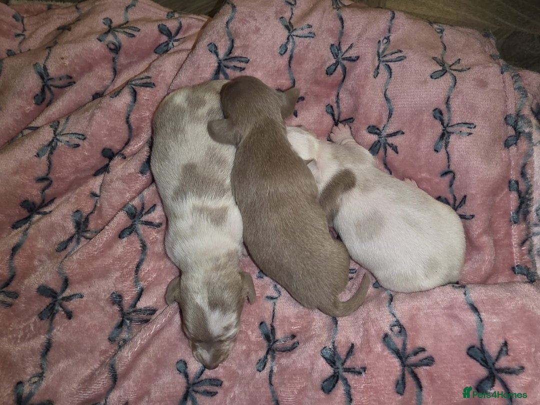 Dachshund dogs for sale: Mini daschund puppies - Image 12