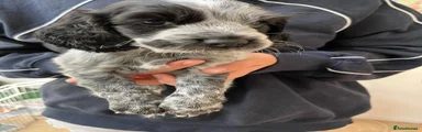 Cocker Spaniel 4
