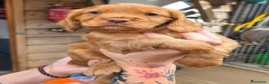 Cocker Spaniel 3