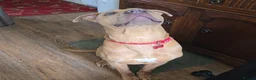 Mixed Breed dogs for sale: Ace The loveable Staffador - Advert 1