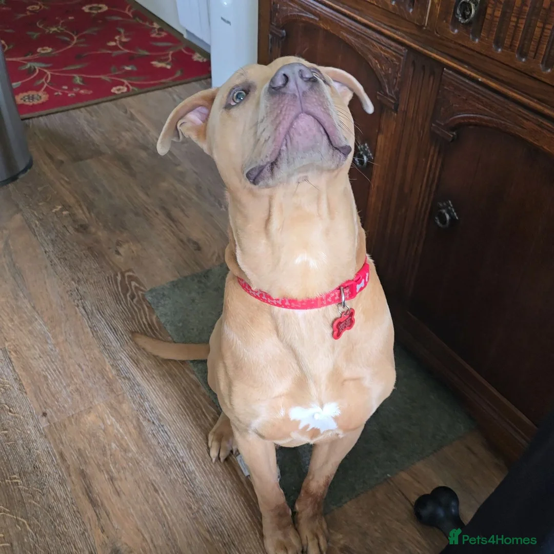 Mixed Breed dogs for sale: Ace The loveable Staffador - Advert 1