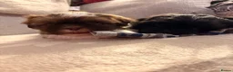 Shih Tzu dogs for sale: Stunning Shih Tzu puppies - Advert 14