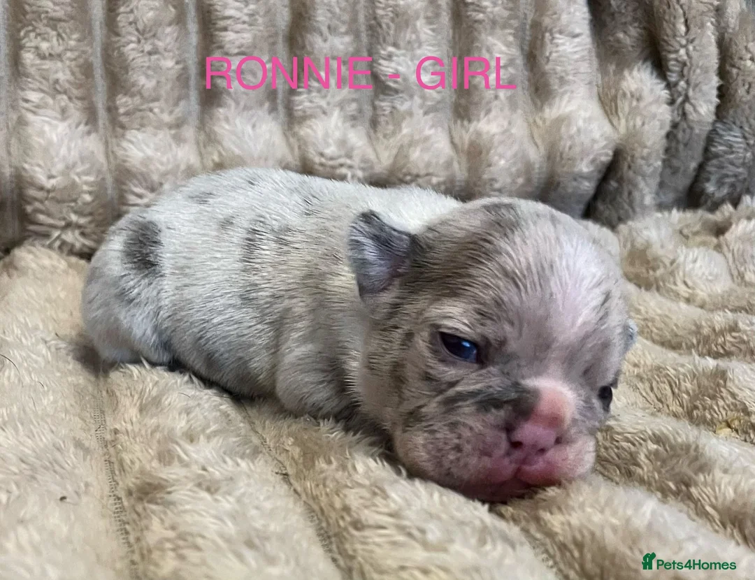 French Bulldog dogs for sale: 3 Beautiful french bulldog puppies  - Advert 2