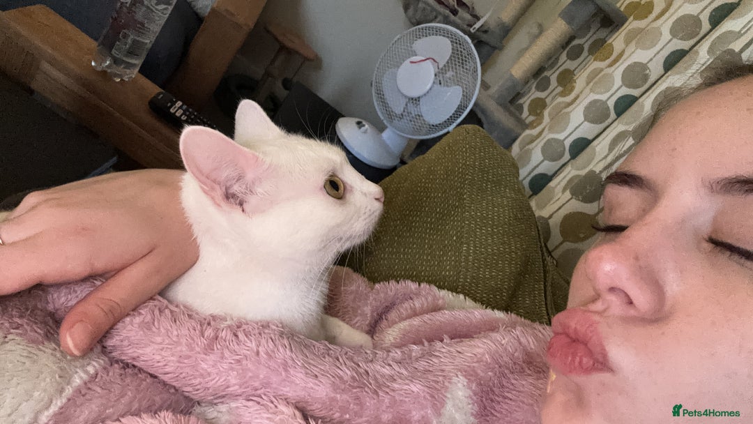 Mixed Breed cats for sale: Lovely Indoor cat looking for a loving new home - Advert 6