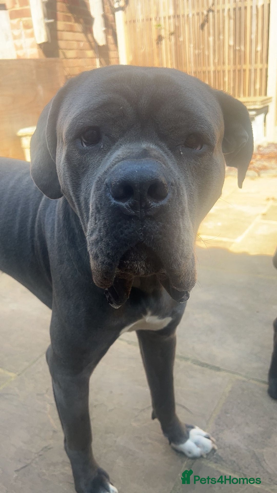 Cane Corso dogs for sale: Cane Corso for rehome - Advert 2