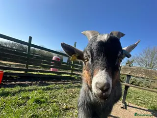 Goats livestock Pygmy goat entire male in Leicester - Advert 10