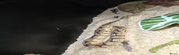 Python Snake reptiles for sale: ROYAL / BALL PYTHON in Cwmbran - Advert 4