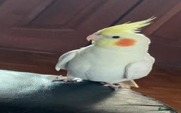 Cockatiels birds for sale: Cockateils breeding pair - Image 2