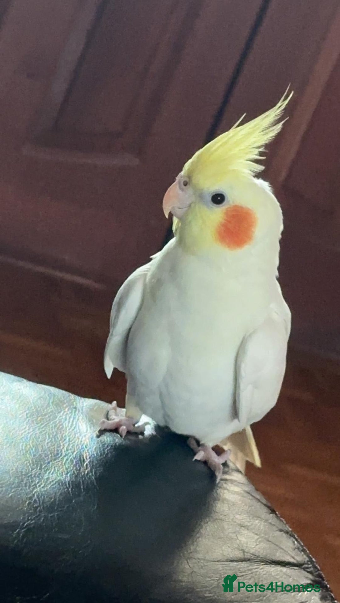Cockatiels birds for sale: Cockateils breeding pair - Image 2