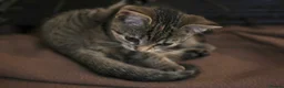 Domestic Shorthair cats for sale: Beautiful Friendly Tabby Kitten 15 Weeks Love Cats in London - Advert 3
