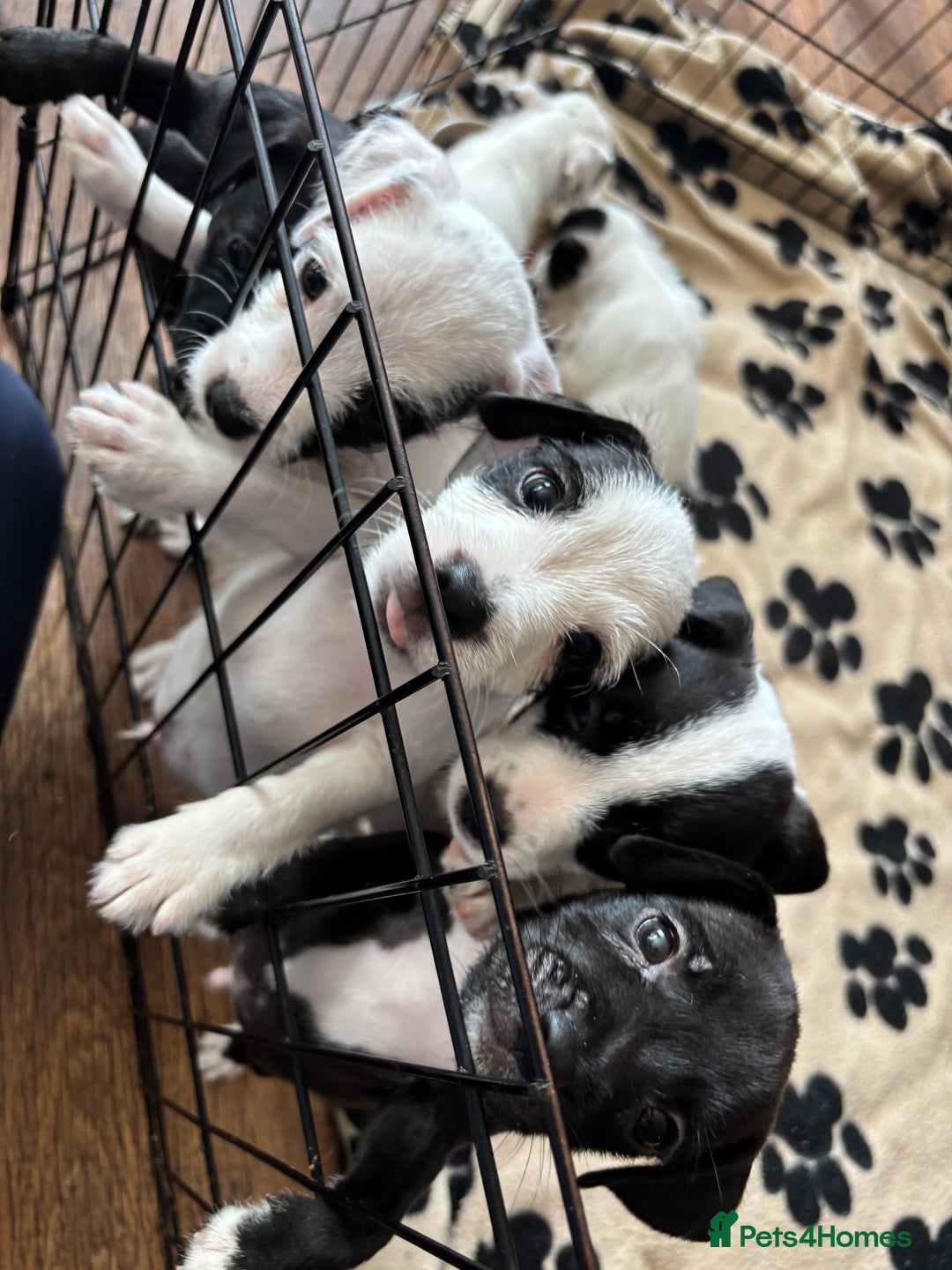 Mixed Breed dogs for sale: Border terrier x Patterdale terrier   - Image 25