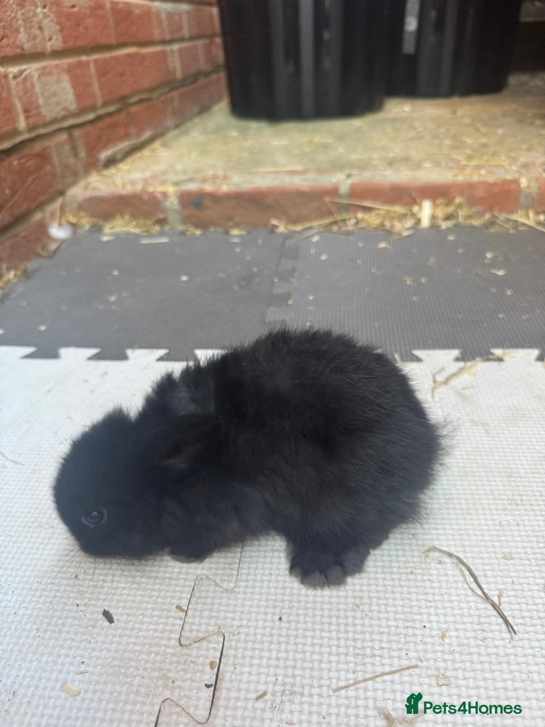 Dwarf Lop rabbits for sale: Dwarf lop kitts  - Image 3