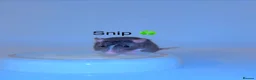 Rat rodents for sale: Beautiful baby rats  in Chelmsford - Advert 29