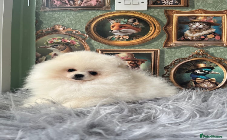 Pomeranian dogs - Advert 3