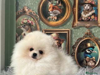Pomeranian dogs - Advert 1