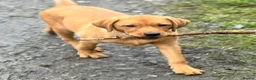 Labrador Retriever dogs for sale: Labrador pup sealing forever loving home - Advert 2