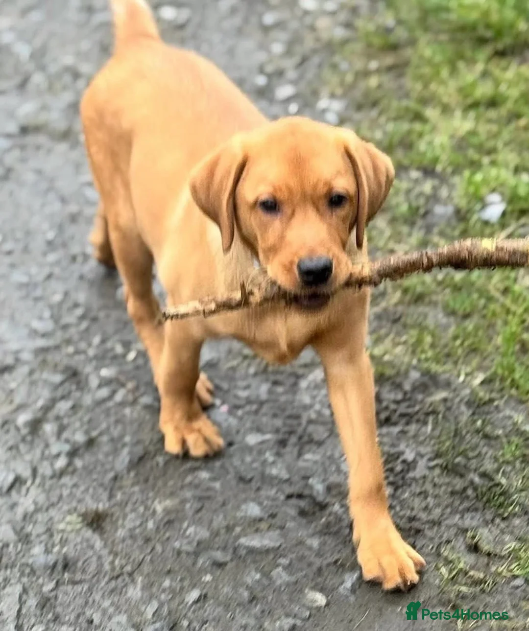 Labrador Retriever dogs for sale: Labrador pup sealing forever loving home - Advert 2