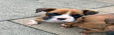 Boxer Puppy 3 (boy)