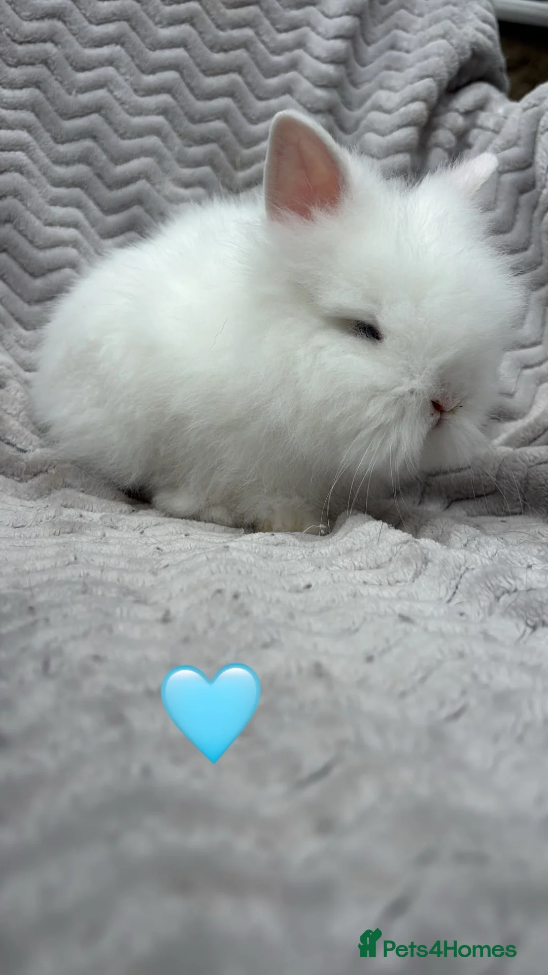 Lionhead rabbits for sale: Beautiful lionheads for sale  - Advert 3