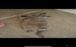 British Shorthair cats for sale: British shorthair (lilac) - Image 4
