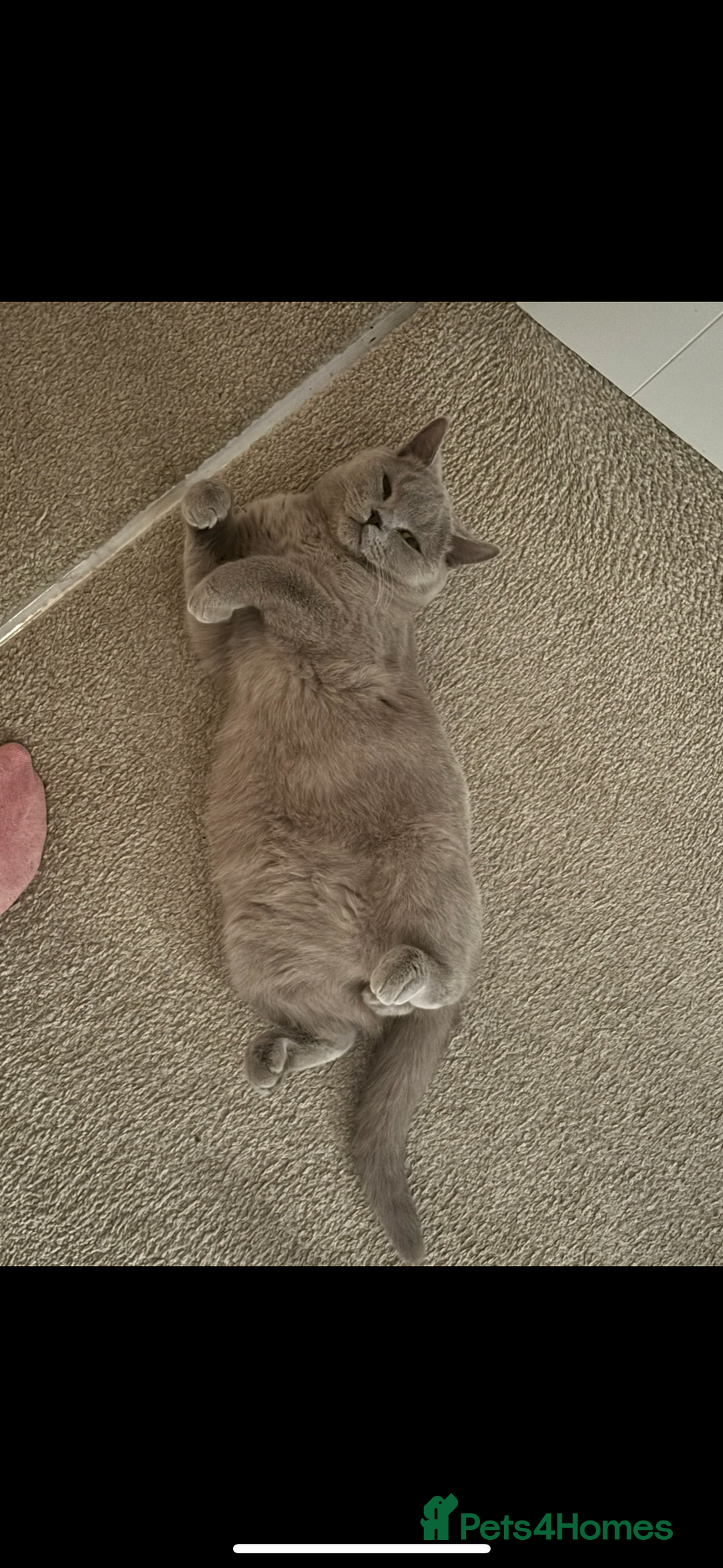 British Shorthair cats for sale: British shorthair (lilac) - Image 4