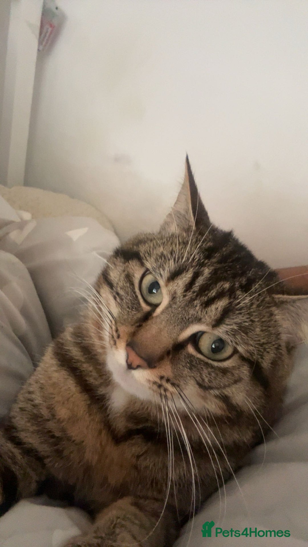 British Shorthair cats for sale: 2 year old male  - Advert 3