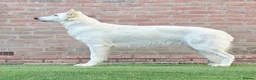 White Swiss Shepherd dogs for sale: Stunning KC reg long-coated White Swiss Shepherd - Advert 7