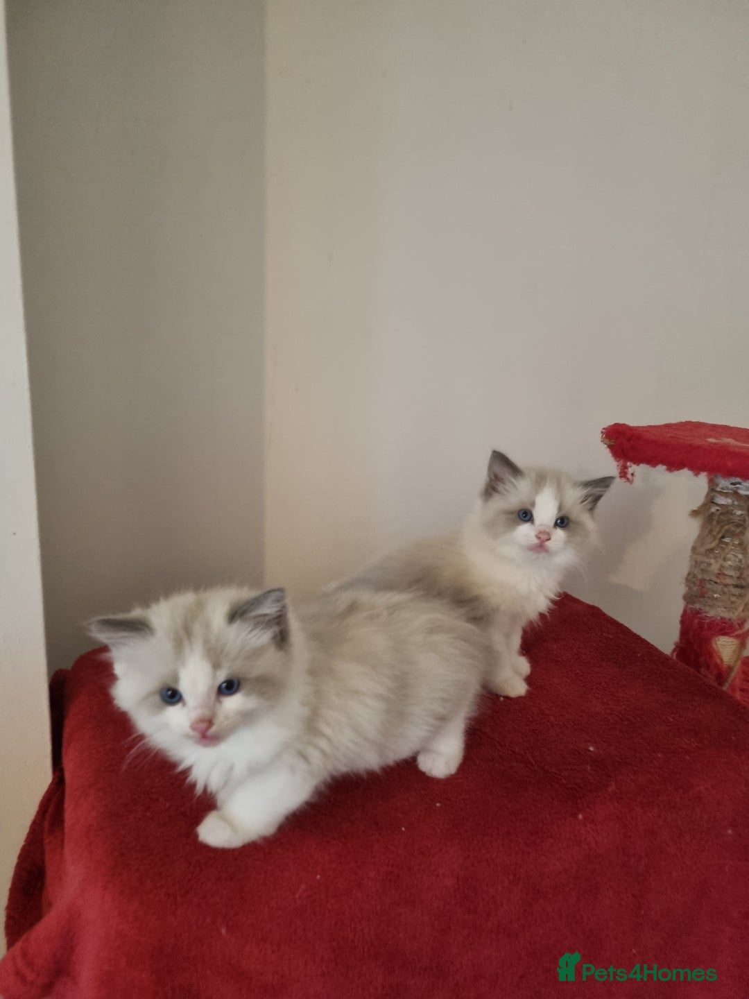 Ragdoll cats for sale: Ragdoll kittens  - Image 7