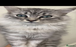 Mixed Breed cats for sale: Mixed persian - Image 1