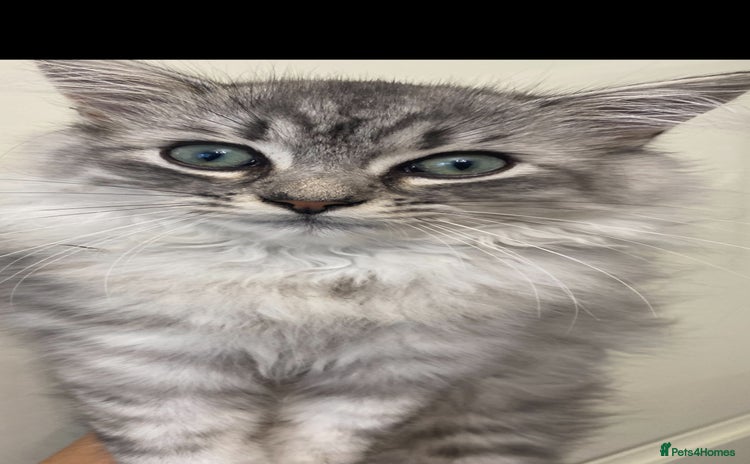 Mixed Breed cats - Advert 3