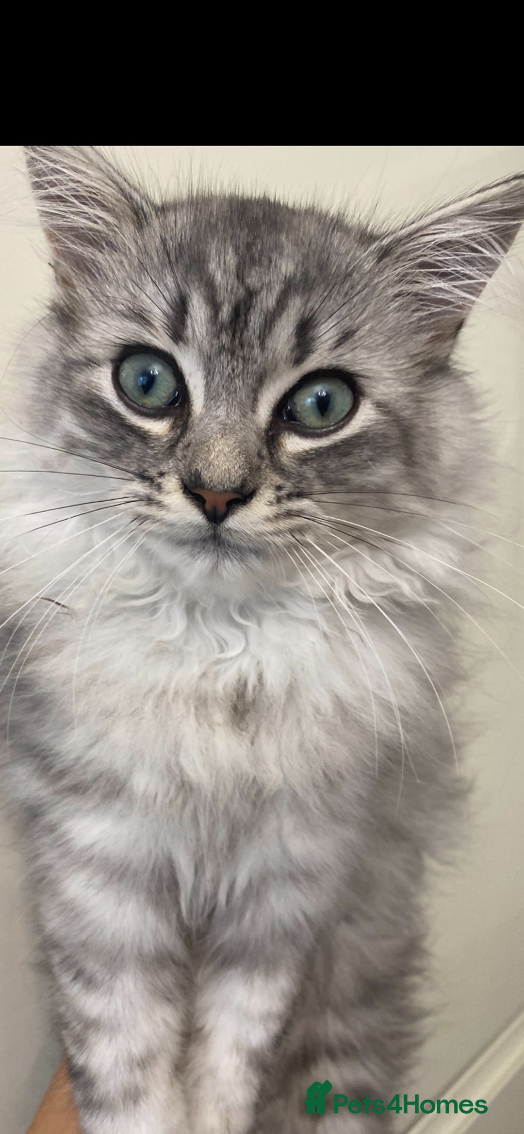 Mixed Breed cats for sale: Mixed persian - Image 1