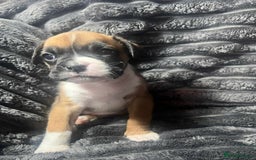Boxer dogs for sale: Gorgeous litter of red and white boxers.  - Image 38
