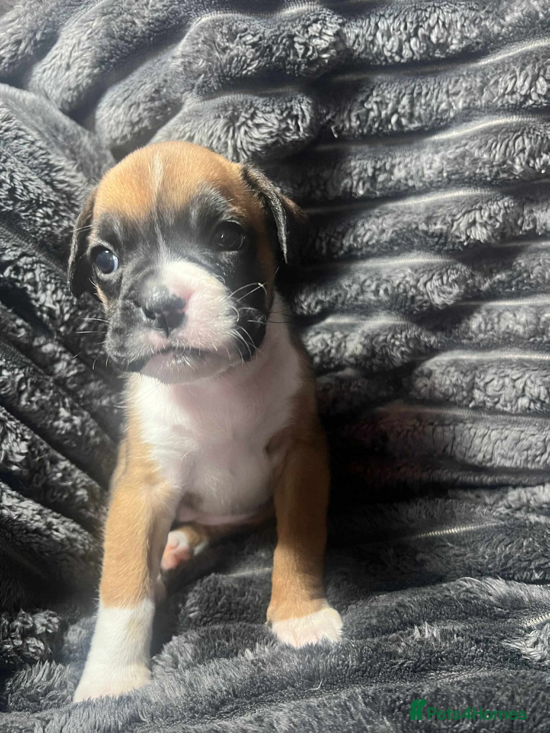 Boxer dogs for sale: Gorgeous litter of red and white boxers.  - Image 38