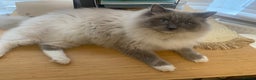 Ragdoll cats for sale: Pedigree ragdolls kittens TICA registered - Advert 15