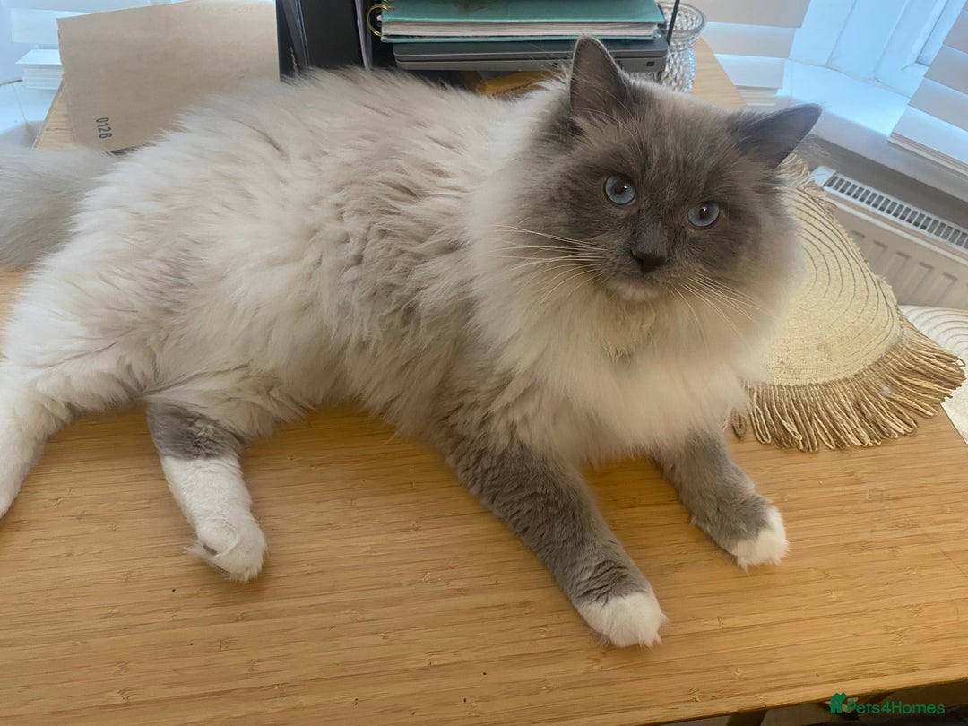 Ragdoll cats for sale: Pedigree ragdolls kittens TICA registered - Advert 15