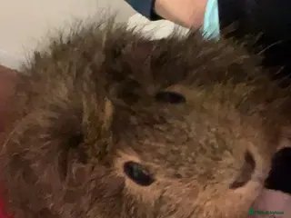 Guinea Pig rodents Guine pig - Advert 13