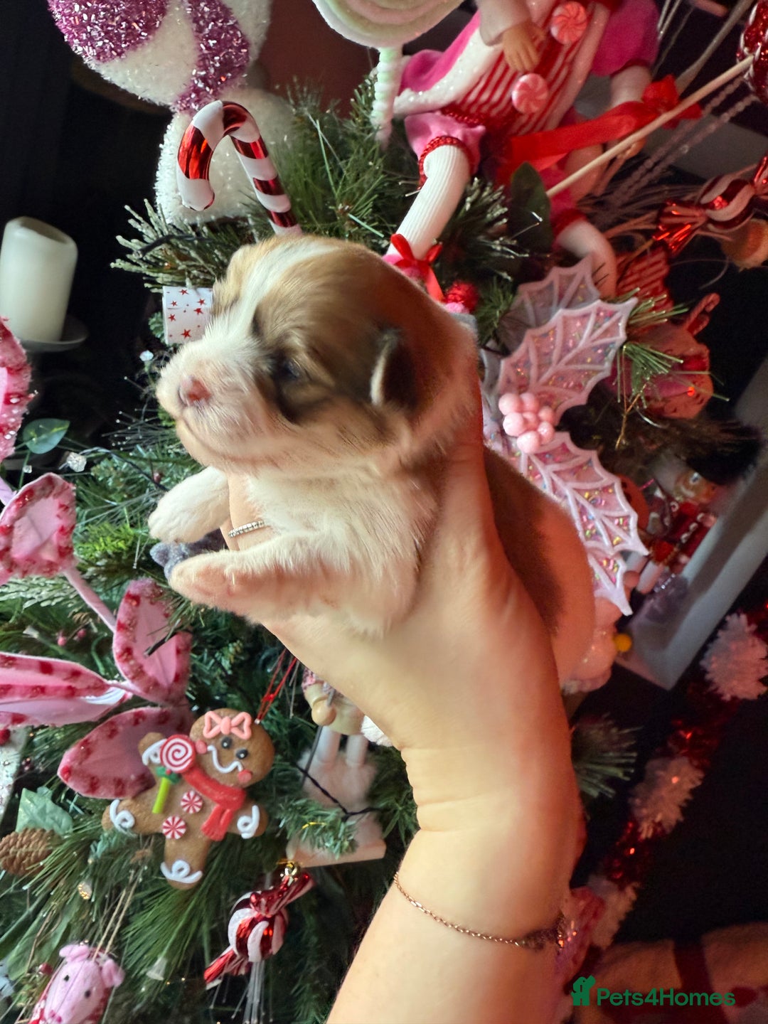 Mixed Breed dogs for sale: Beautiful pups for sale!  - Advert 31