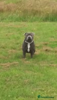 Staffordshire Bull Terrier dogs - Advert 7