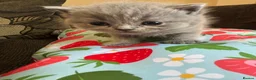British Shorthair cats for sale: British blue shorthair GIRLS ready 20th June  - Advert 26