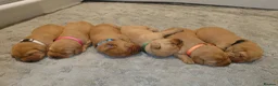 Labrador Retriever dogs for sale: Beautiful KC Registered Fox Red Labrador Puppies - Advert 14