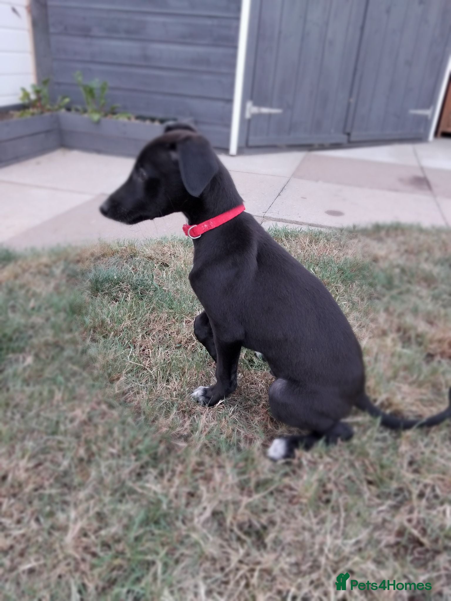 Mixed Breed dogs Whippet x Saluki puppies, ready to leave - Advert 1