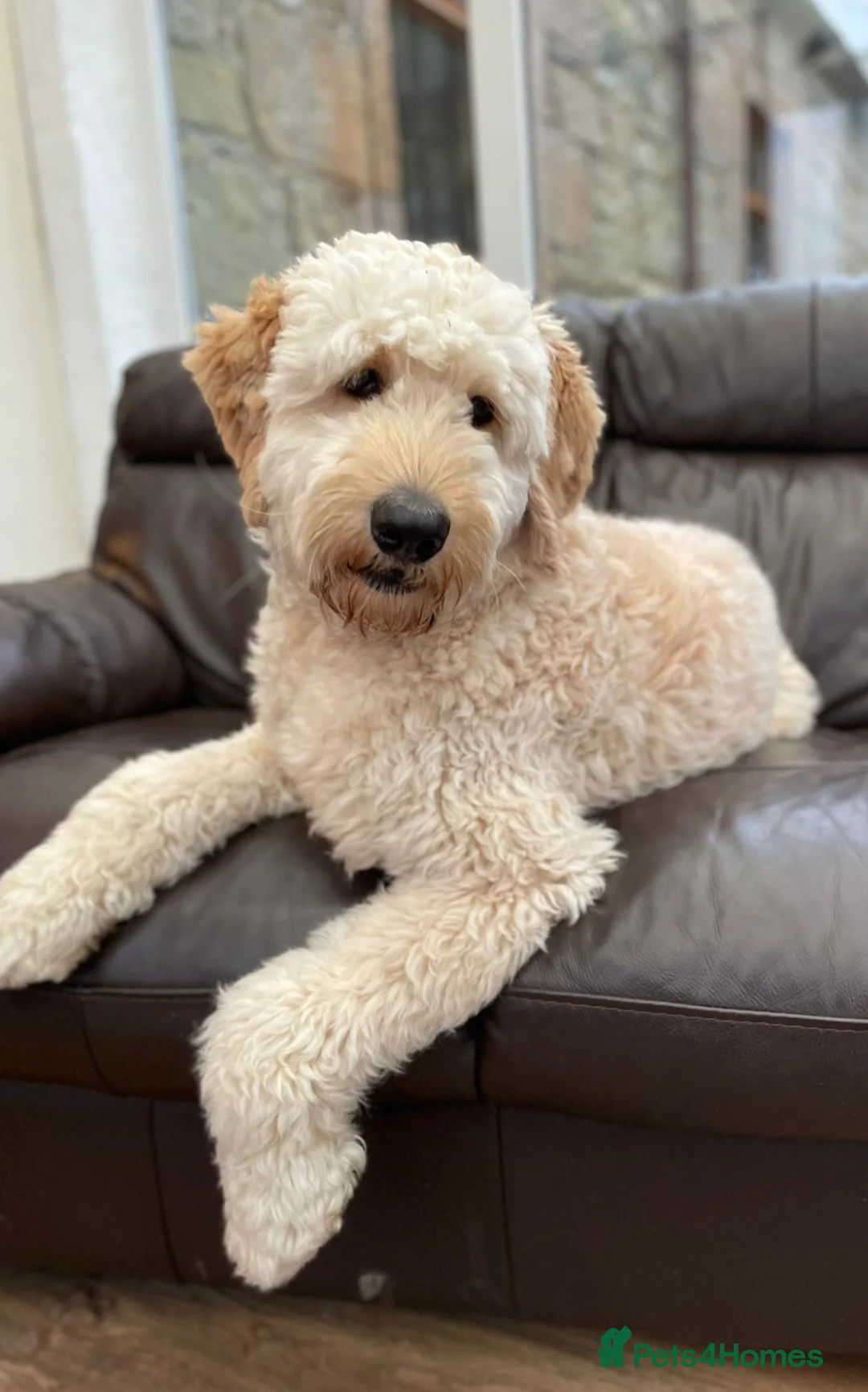 Goldendoodle dogs for sale: Stunning F2 Goldendoodle Puppies in Ayr - Advert 1