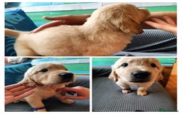 Golden Retriever dogs for sale: 2 girls and 2 boys available! Ready on Monday  - Image 5
