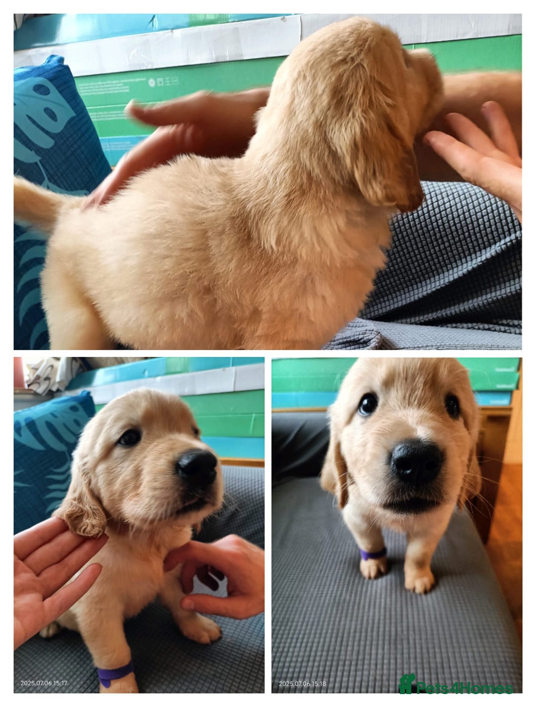 Golden Retriever dogs for sale: 2 girls and 2 boys available! Ready on Monday  - Image 5