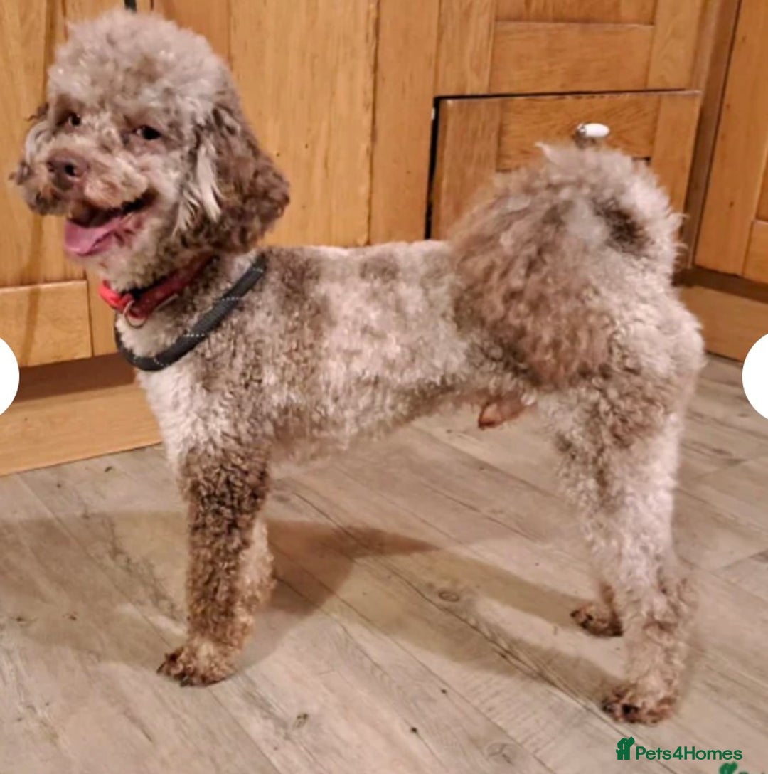 Cockapoo dogs for sale: PRA clear. Merle, Chocolate, Golden Cockapoo pups - Advert 10