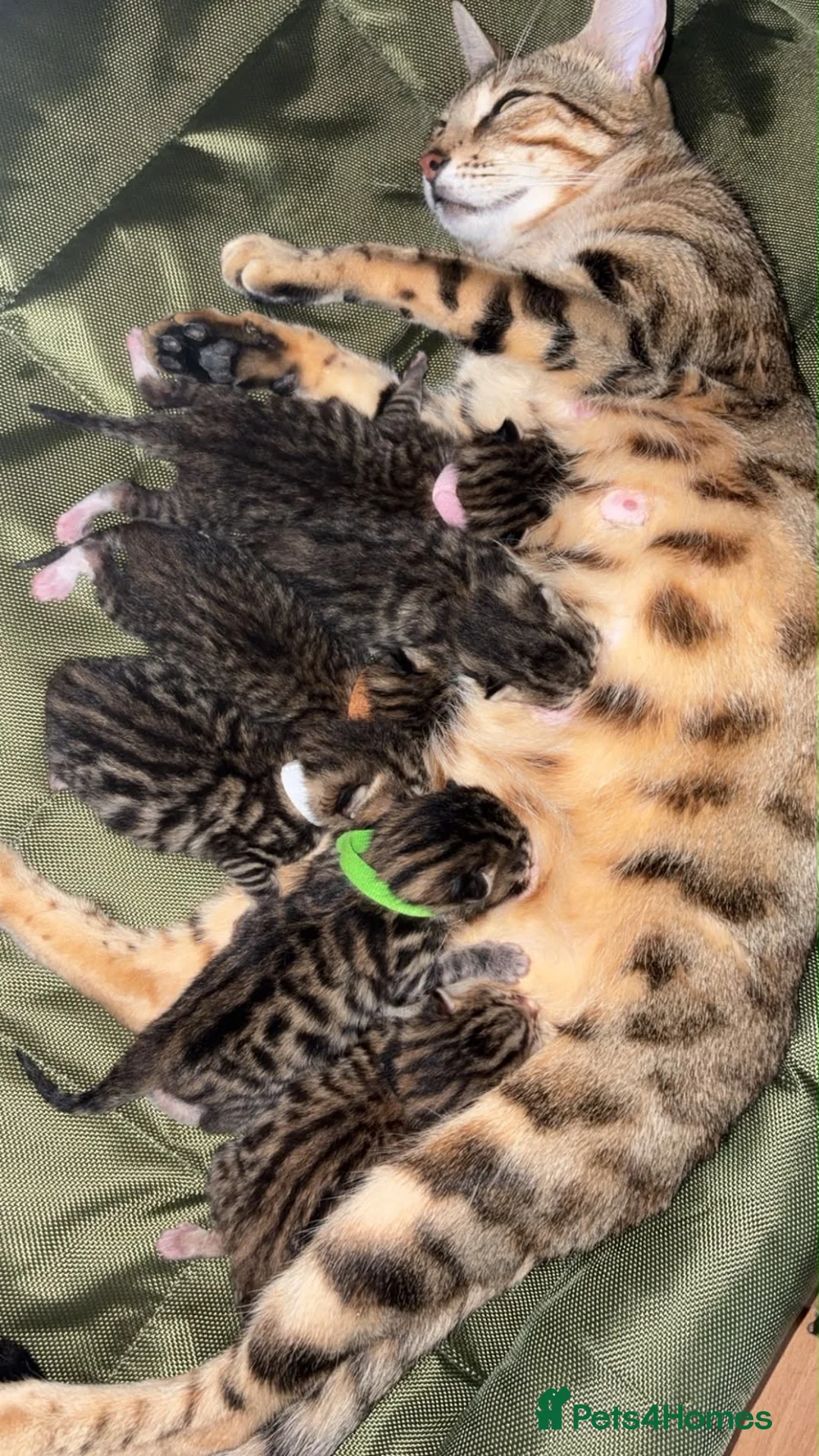 Bengal cats for sale: Bengal Mix Kittens - Advert 2