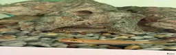 Other/Mixed Breed fish for sale: Mixed tropical fish  - Advert 4